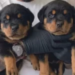 Safkan Gelecegin Guclu Koruması Rottweiler