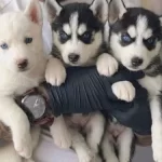 Okyanus Guzelliginde Safkan Husky Yavruları