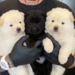 Safkan Minik Aslanlar Chow Chow Yavruları