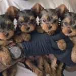 Sağlık Garantili 2 Aylık Mini Yorkshire Terrierler