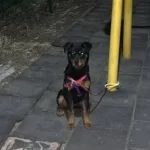 5 Aylık Erkek Kalıbında Disi Rot