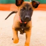 Sampiyon Kan Malinois Yavrular