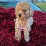 Kıvırcık Pelus Gorunumlu Poodle Sekerleri