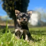 Teacup Yorkshire Yavrular