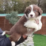 Zeka Kupu Kahverengi Border Collie Yavruları