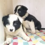 Scr Kayıtlı Border Collie Yavruları