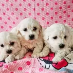 Oyuncak Suratlı Maltese Terrier Yavruları