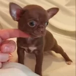 Rus Ve Ukrayna Kan Muhteşem Anatomi Minik Erkekler