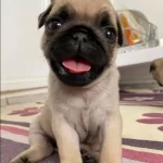 Ekstra Mini Boy Gul Kuyruk Micra Pug