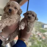 Fıstık Kahvesi Mini Maltipoo