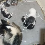 Anne Altindan Saglıklı Yavrularımız