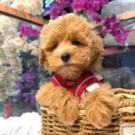 Winnie The Pooh Benzeri Maltipoo
