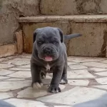 A Kalite Blue Cane Corso
