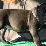 Sampiyon Kan Hattı Secereli Siyah Cane Corso Yavruları