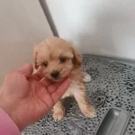 Saglıklı Maltipoo Yavruları