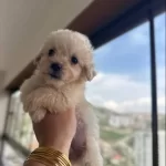 Beyaz Maltipoo Yavrularımız