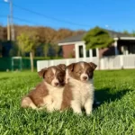 En Sevimli Border Collie Yavruları Istanbul
