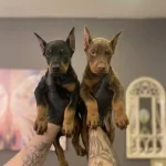 Safkan Doberman Yavruları