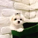 Teacup Kore Maltese Terrier