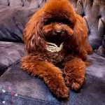 Kızıl Kürk Dokulu Kore Teacup Poodle Yavruları
