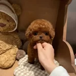 Turkiyenin En Iddialı Poodle Bebekleri