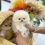 Turkiyenin En Ozel Pomeranian Boo Bebekleri