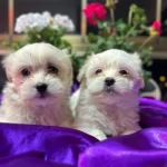 tüy Dokmeyen Anti Alerjik Maltese Terrier Yavruları