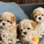 Dunya Tatlısı Maltipoo Yavrular Magazamızdan Sizlerle