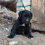 Dolgun Ve Saglam Cane Corso Yavruları