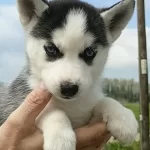 Husky Yavrularımız Yeni Sahibini Ariyor