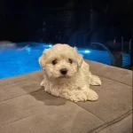 Bembeyaz Kore Kan Maltese Terrier Mini Boy Yavru