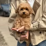 Ev Sıcaklıgında Buyuyen Kızıl Kurklu Oyuncak Poodle