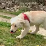 Enerjisi Bitmeyen Dost Golden Retriever