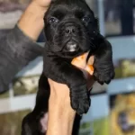 Cane Carso Yavrular Sağlık Ve Irk Garantili