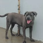 Eğitimli Cane Corso Blue