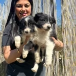 Zeka Kupu Border Collie Yavruları