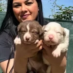 Safkan Kızıl Merle Border Collie Yavrularım