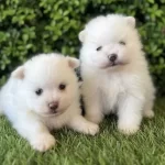 Bulut Kurklu Pomeranian Boo Yavruları
