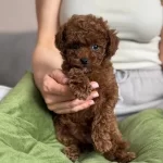 Kızıl Renk Ikonu Kıvırcık Red Toy Poodle Yavrusu