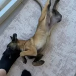 Scrli Safkan Sampiyona Kopegi 3 Aylık Malinois Ped Eğitimli