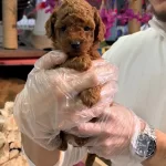 Toy Poodle Yavruları Minik Ve A Kalite Teacup