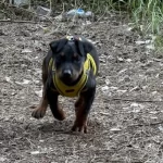 Karakterli Ve Formda Doberman Yavrusu