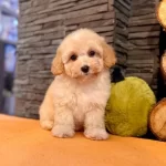 Maltipoo Apricot Yavrularımız