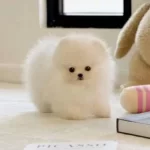 Kartopu Kurklu Pomeranian Boo Yavruları