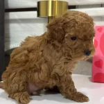 Ev Sıcaklıgında Buyuyen Oyuncak Maltipoo Yavrusu