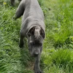 Heybetli Ve Sportif Cane Corso Gencleri