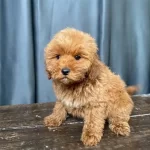 Mini Boy Maltipoo Oglumuz