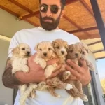 Harika Maltipoo Guzelligi