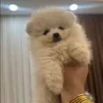 Orjinal Boo Yavrularımız