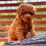 3 Aylık Poodle Yavrusu